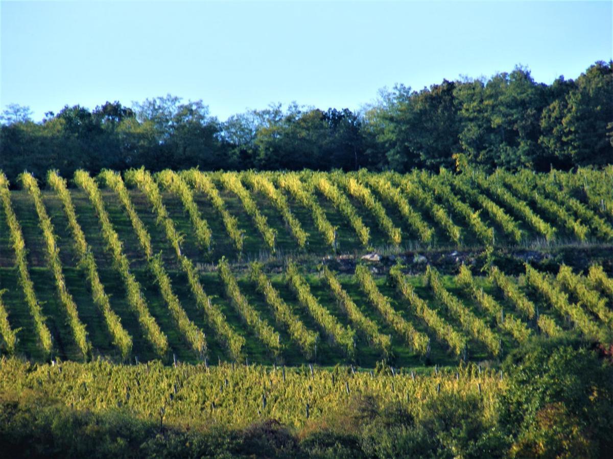 Tokaj Hill Panorama Guesthouse Серенч Екстериор снимка