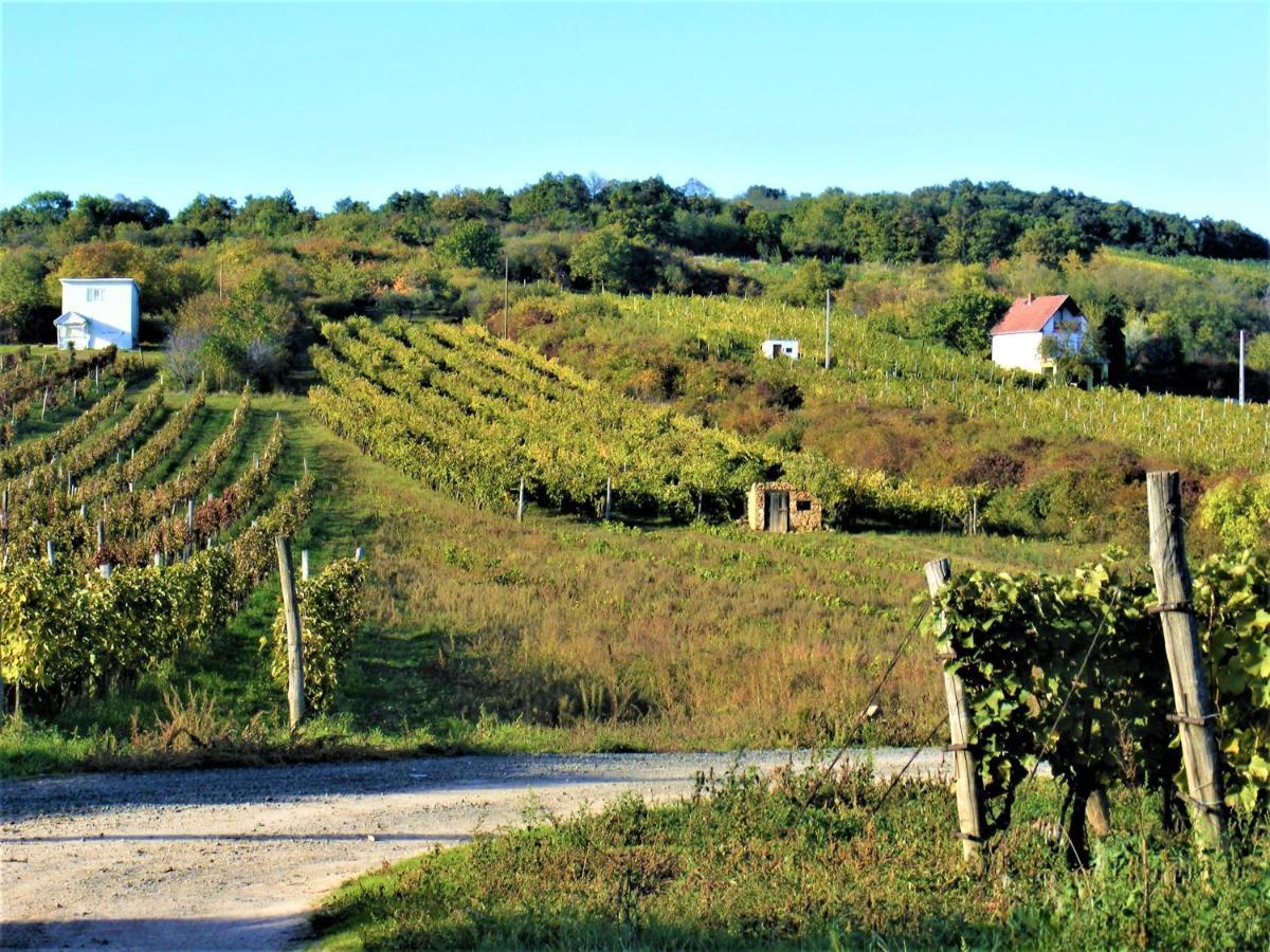 Tokaj Hill Panorama Guesthouse Серенч Екстериор снимка